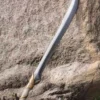Elven Hunter Blade - 75 cm